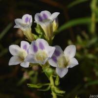 Limnophila aquatica (Roxb.) Alston